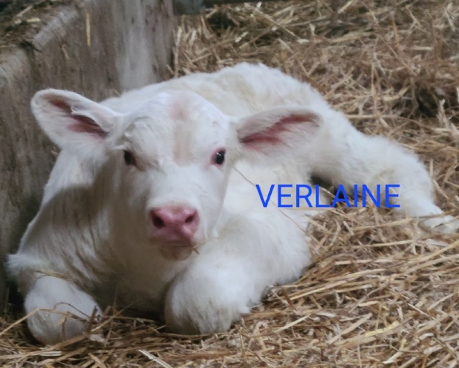 VERLAINE (2)